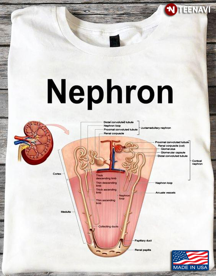 Nephron Functional Unit Of The Kidney