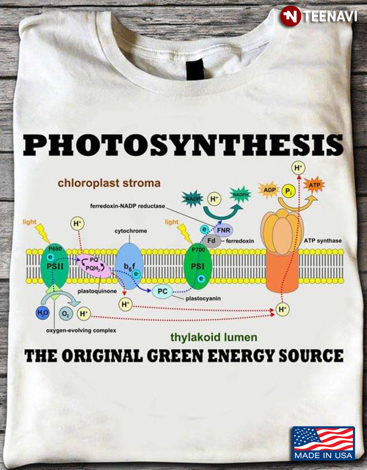 Photosynthesis The Original Green Energy Source