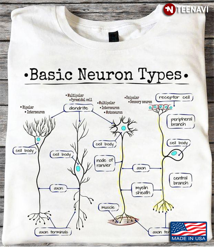 Basic Neuron Types Neuron Diagram Biology Science