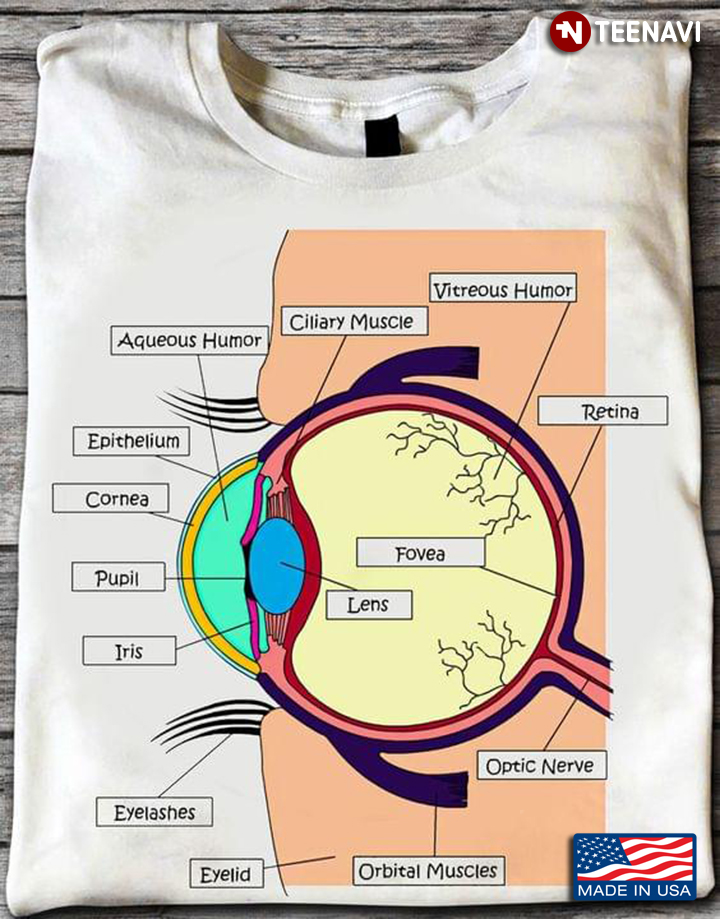 Human Eye Anatomy For Human Health