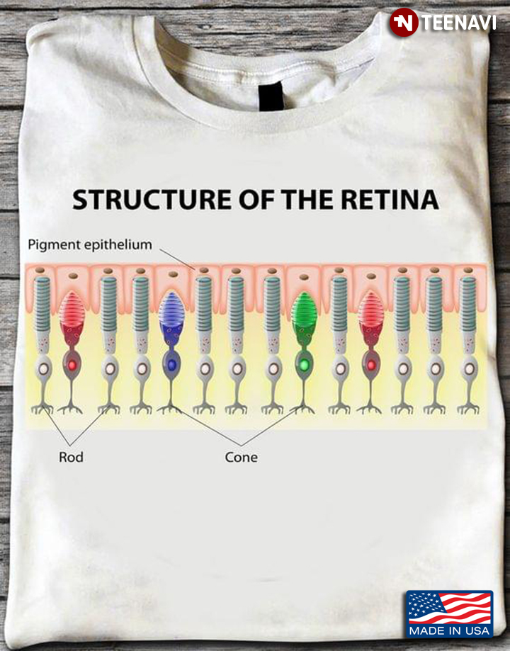 Structure Of The Retina The Cellular Human’s Eye