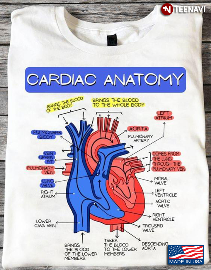 Cardiac Anatomy Heart Brings The Blood Of The Body Brings The Blood To The Whole Body
