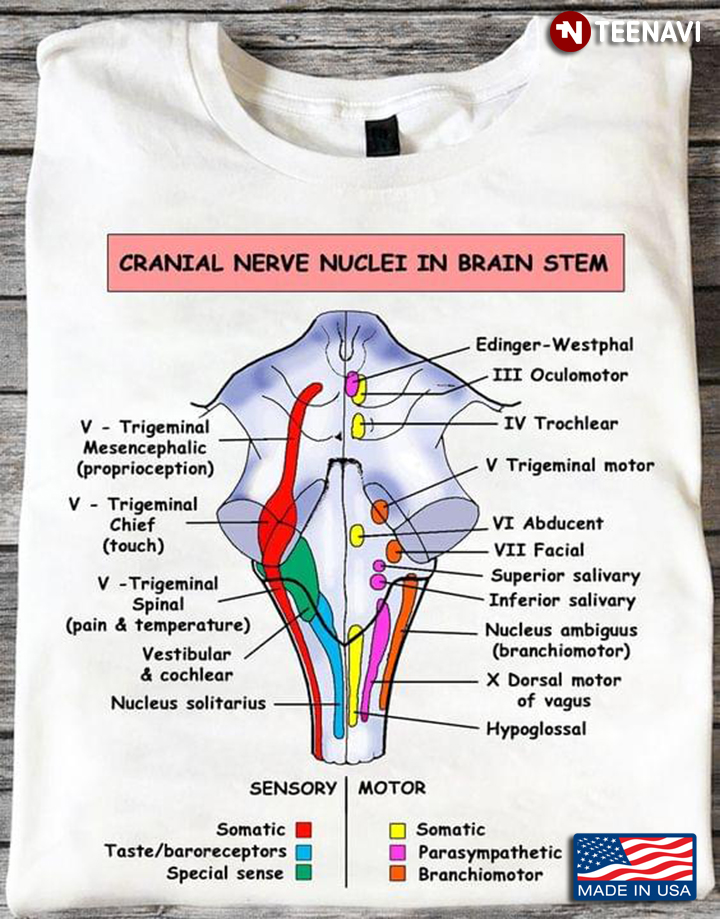 Cranial Nerve Nuclei In Brain Stem