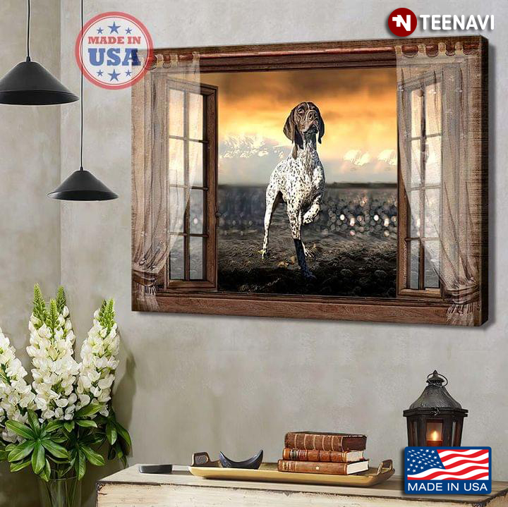 Vintage Wooden Window Frame With Curtains And German Shorthaired Pointer Dog Outside