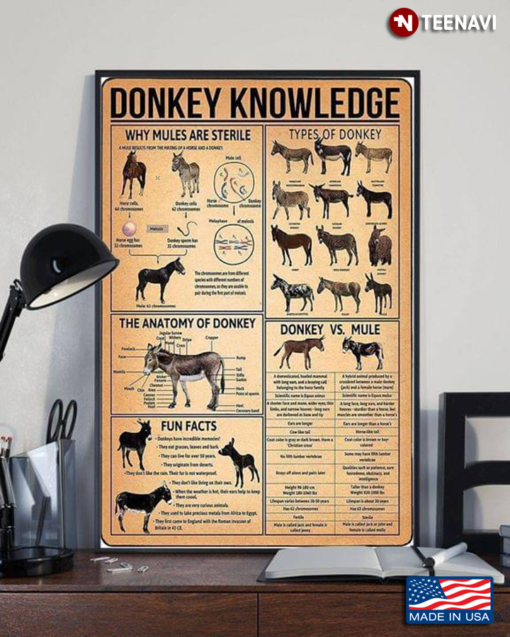Vintage Donkey Knowledge