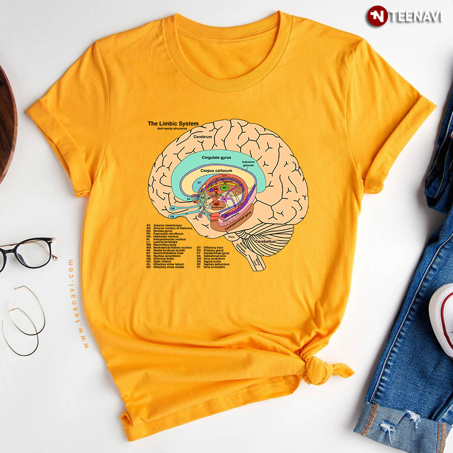 The Limbic System Brain Parts Cerebrum Cerebellum Gyrus Corpus Callosum