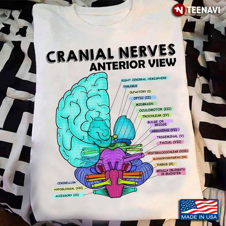 Cranial Nerves Anterior View