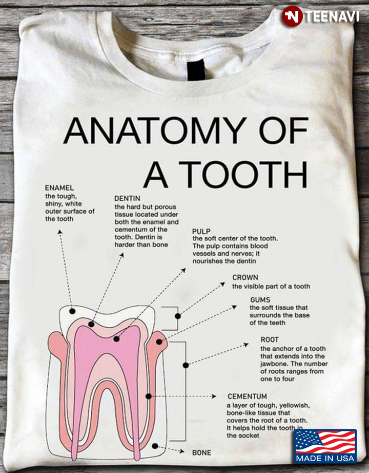 Anatomy Of  A Tooth For Dental Lovers