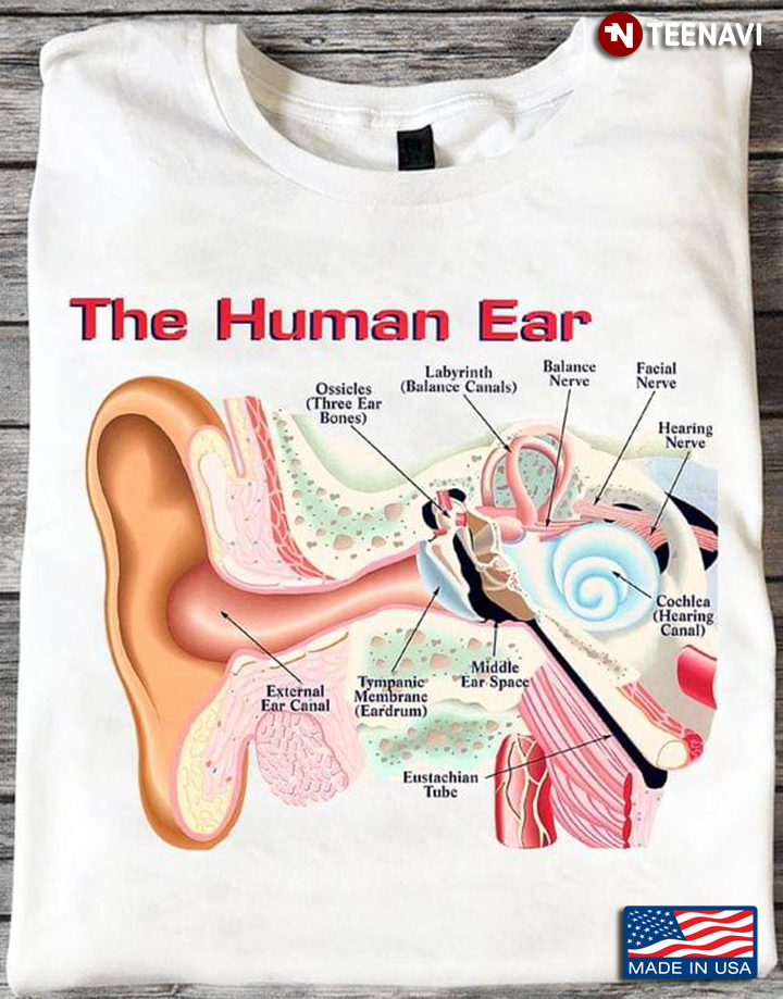 Otologist The Human Ear Anatomy