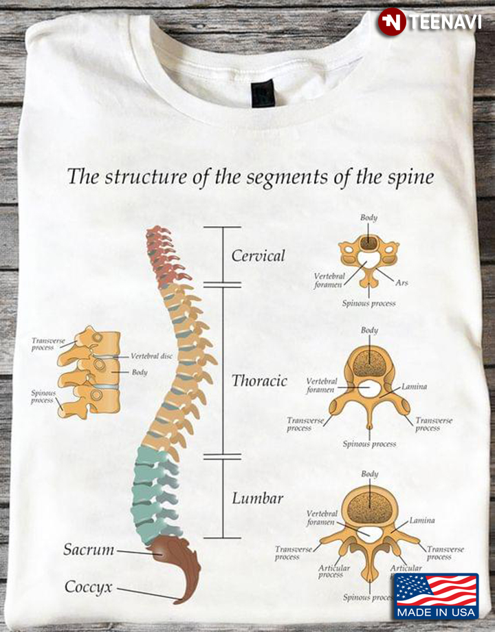 The Structure of The Segments of The Spine Anatomy