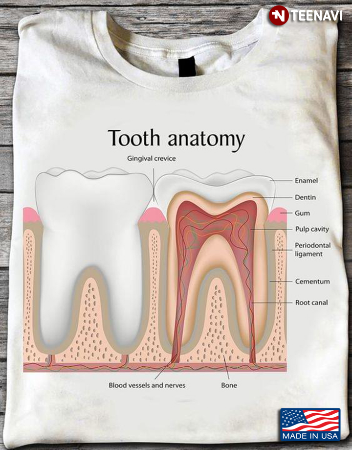 Human Tooth Anatomy Dental Diagram