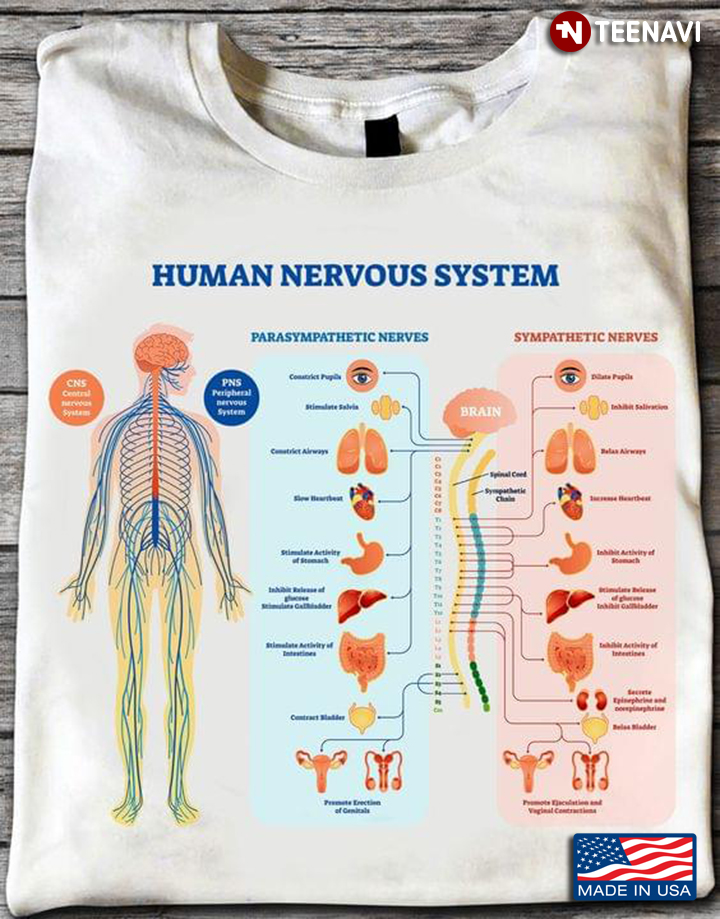 Human Nervous System Parasympathetic Nerves Sympathetic Nerves