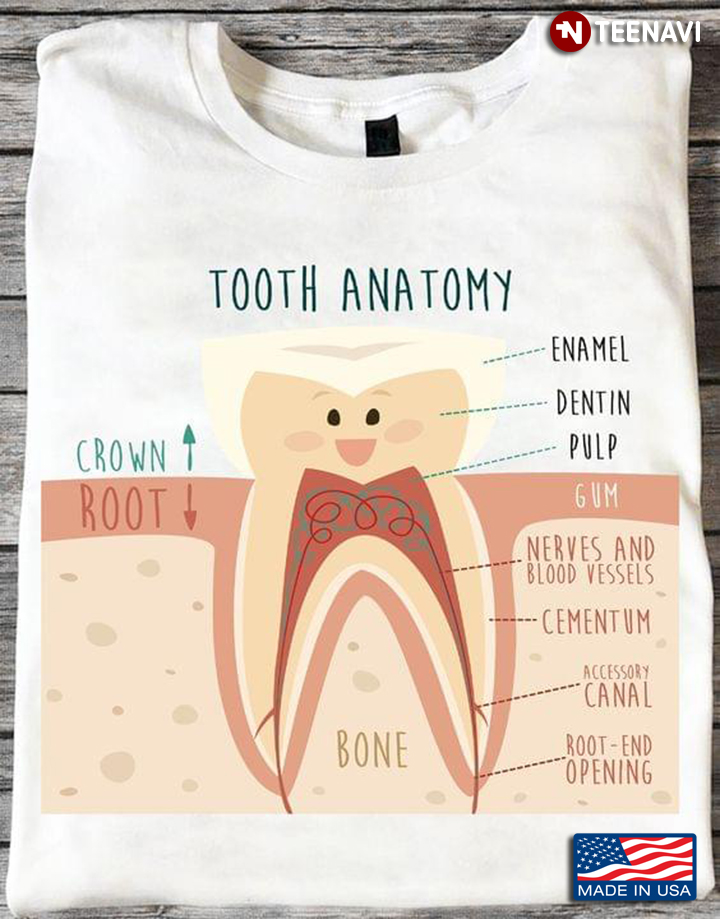 Human Tooth Anatomy Infographic Dentistry
