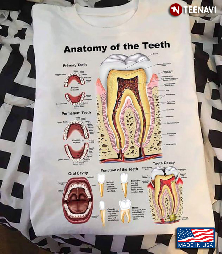 Anatomy of The Teeth Function and Structure Dental Theme