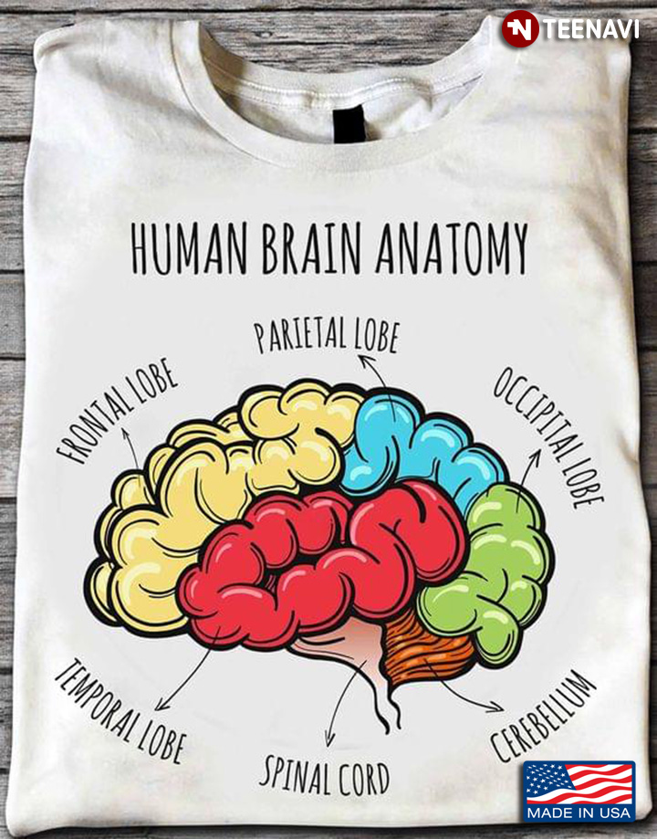 Human Brain Anatomy Drawing for Human Anatomy Lover