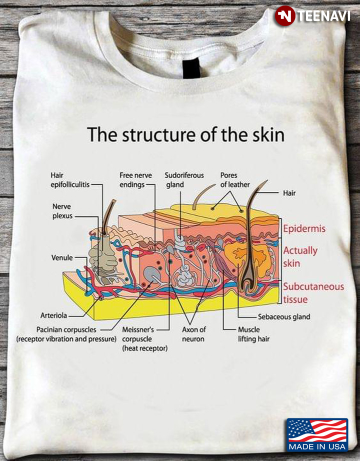 The Structure Of The Skin Skin Anatomy for Dermatologist