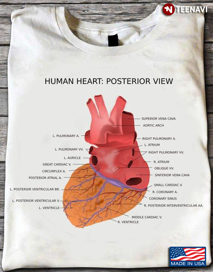 Human Heart Posterior View Anatomy Of The Heart