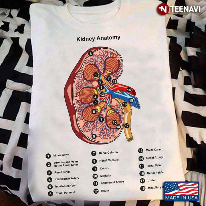 Kidney Organ Diagram Vintage Human Anatomy Kidney
