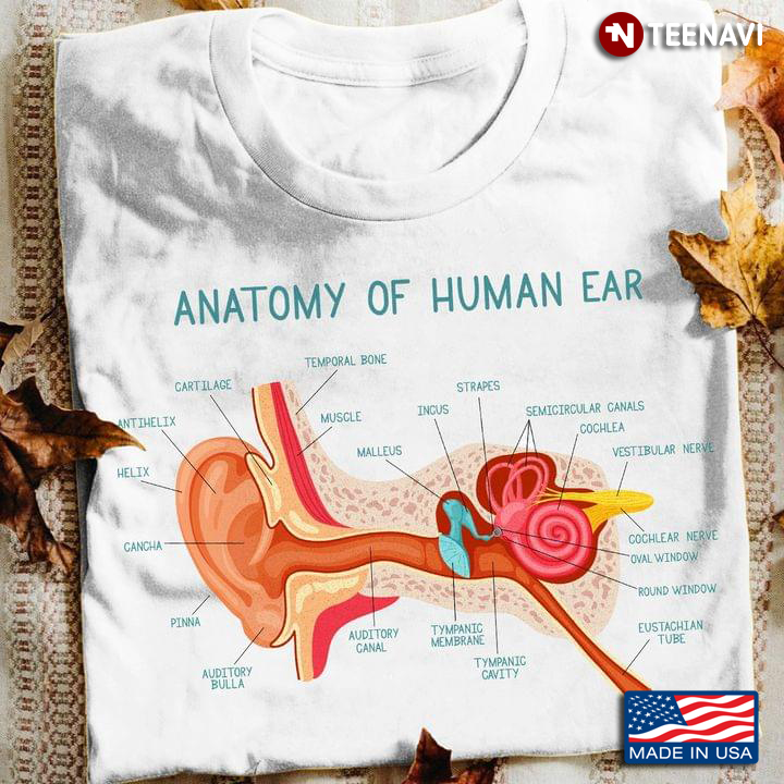 Anatomy Of Human Ear