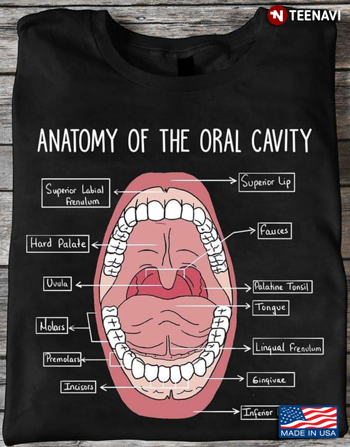 Anatomy Of The Oral Cavity Dentist Dental Version