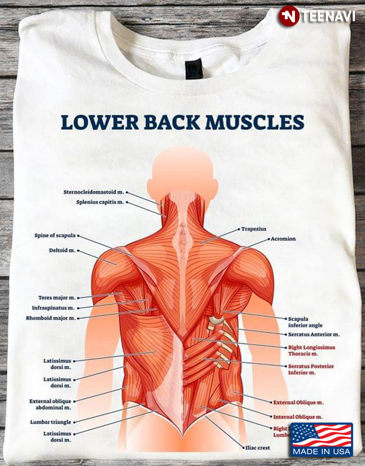 Lower Back Muscle