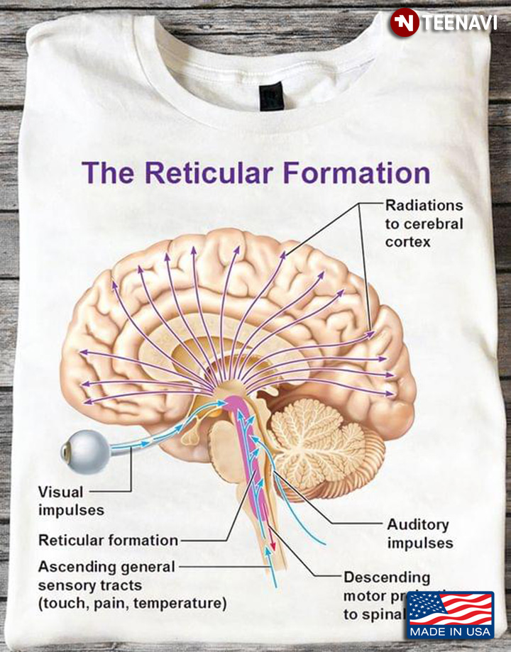 The Reticular Formation Brain