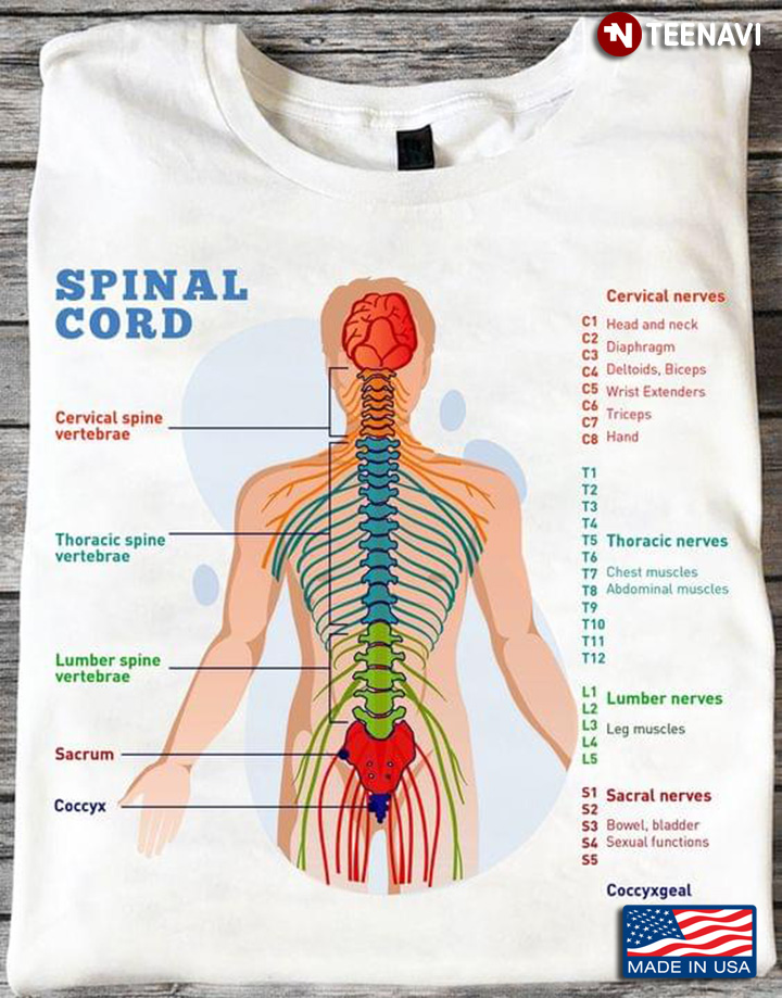 Spinal Cord Spinal Nerve Function