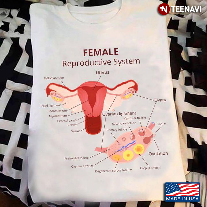 Female Reproductive System  Feminism Uterus