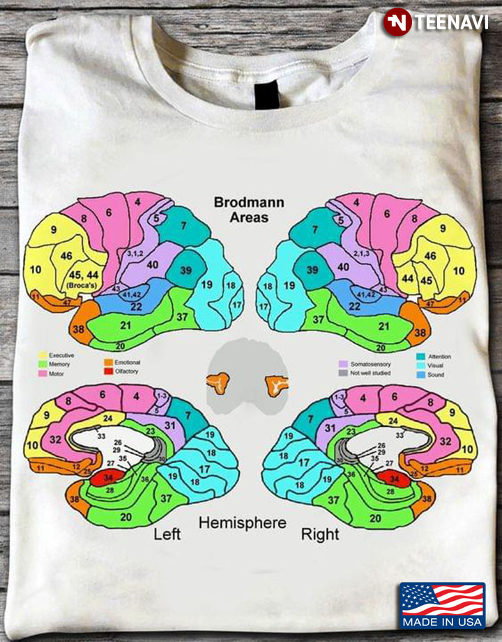 Brodmann Areas Brain Science Lovers