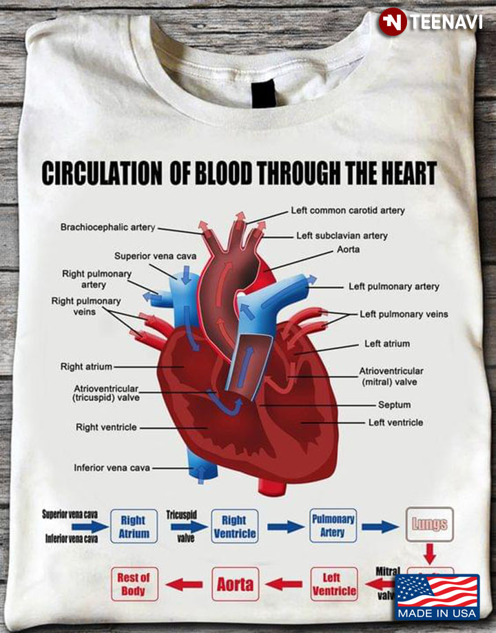 Circulation Of Blood Through The Heart  For Science Lovers