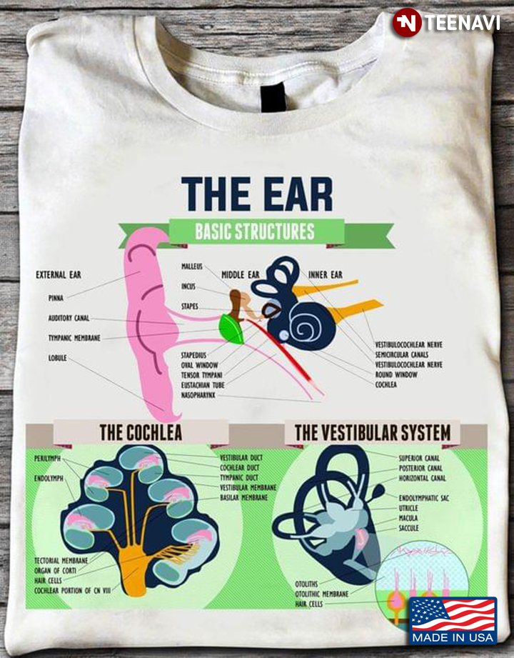 The Ear Basic Structure The Cochlea The Vestibular System