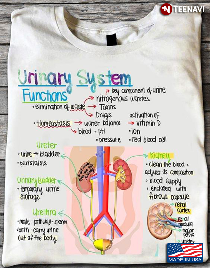 Urinary System Human Body For Biology Lovers