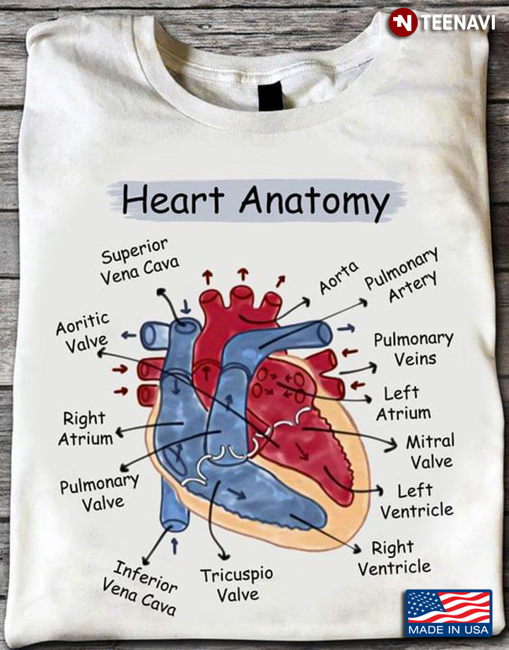 Heart Anatomy Structure of Human Heart Diagram