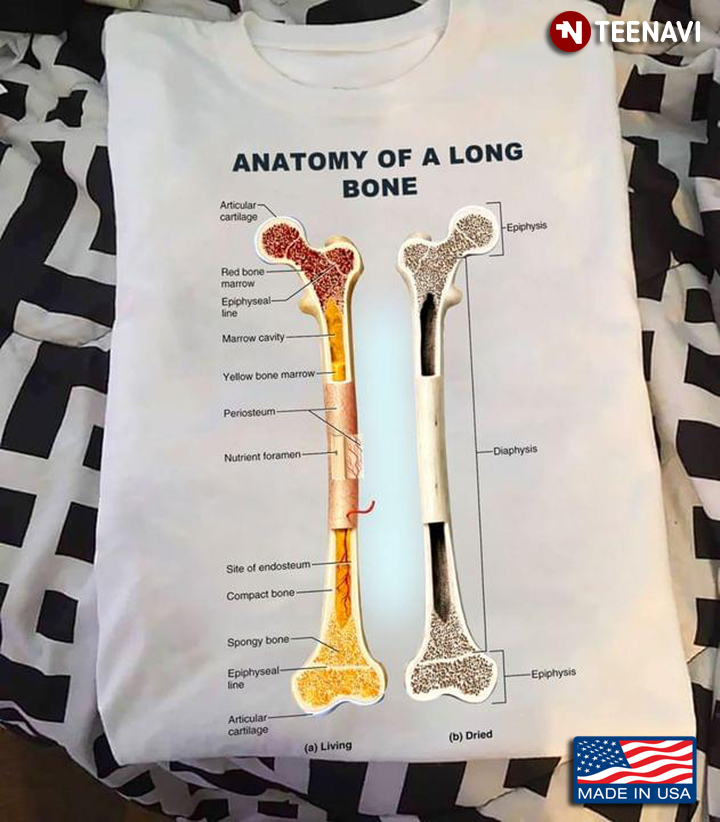 Anatomy of A Long Bone Human Bone Structure