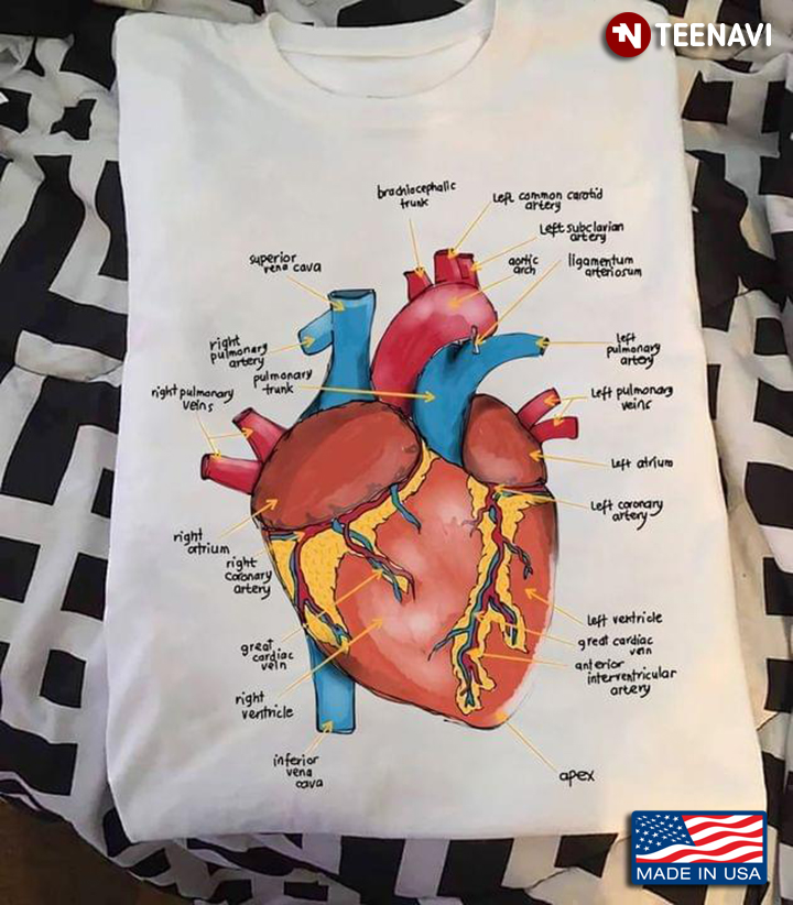 Circulatory System Human Heart Anatomy Cardiac Nursing