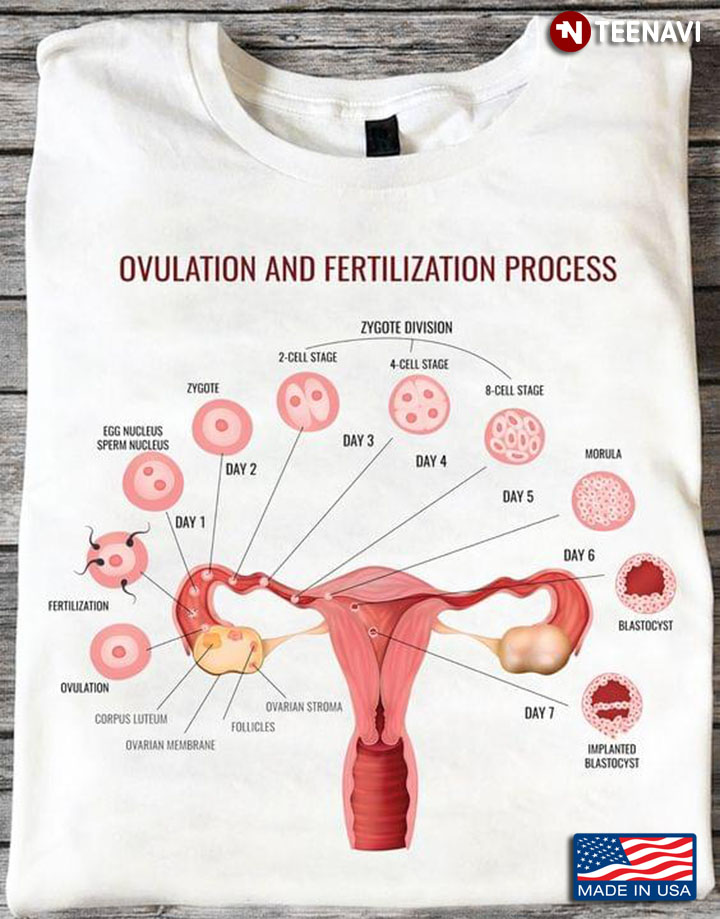 Ovulation and Fertilization Process