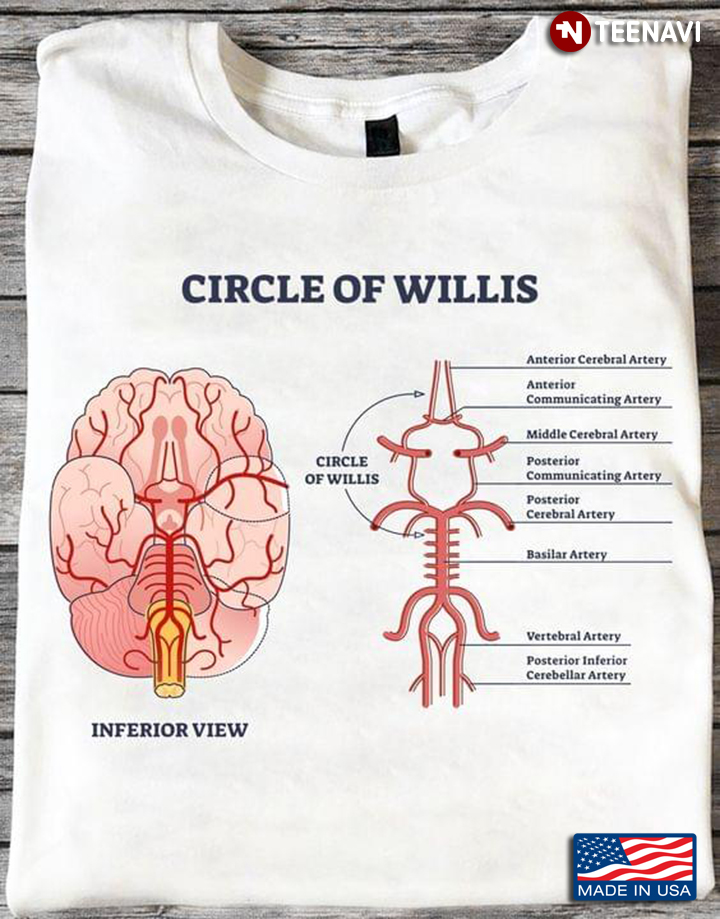 Circle Of Willis Circulatory Anastomosis With Blood in Brain Outline Diagram
