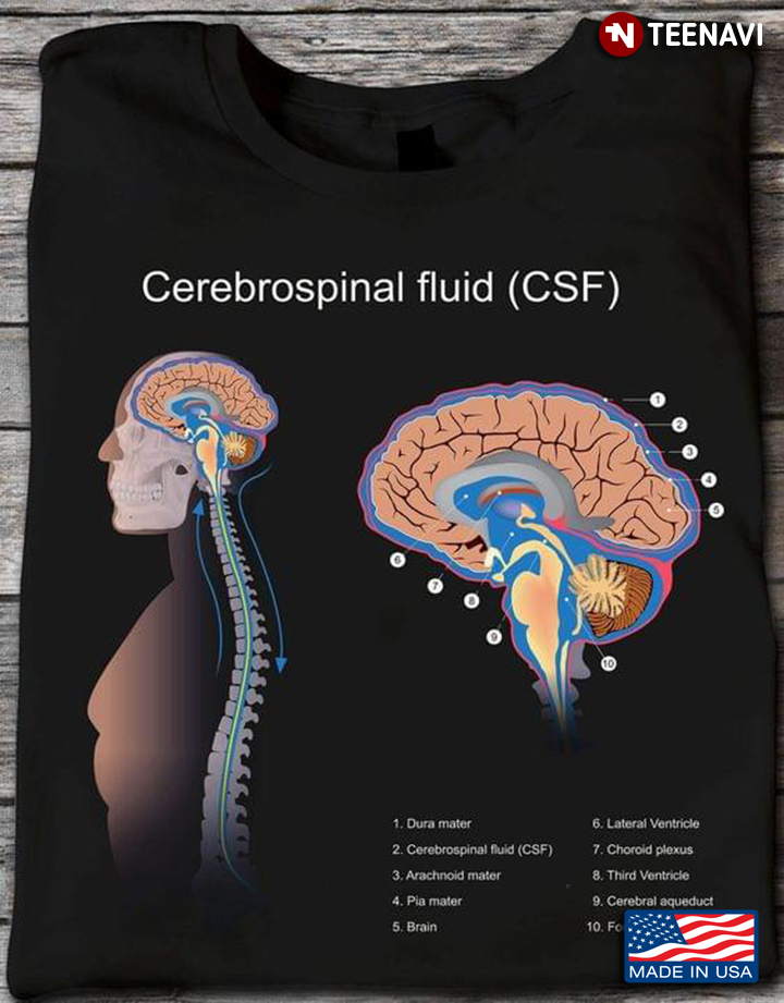 Cerebrospinal Fluid CSF Human Brain and Spinal Cord