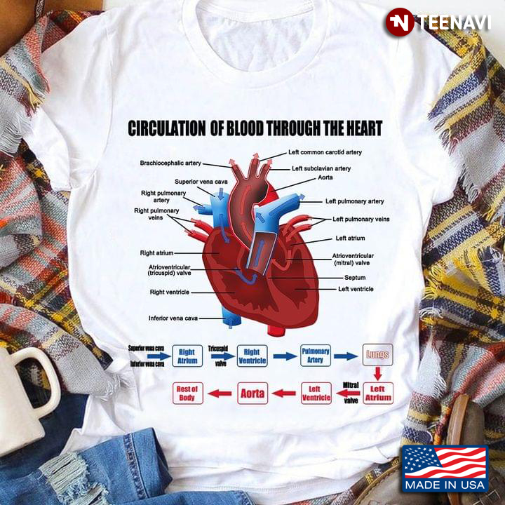 Heart Anatomy Circulation Of Blood Through The Heart For Science Lovers
