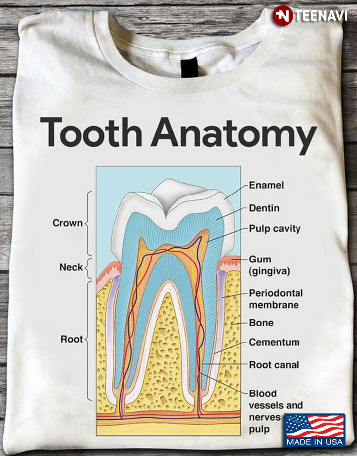Human Tooth Anatomy Structure Crown Neck Root for Dentist