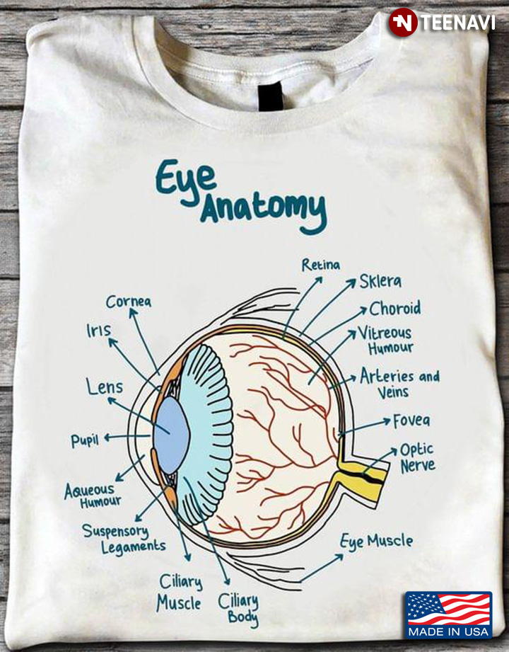 Parts Of Eye Ophthalmology Eye Anatomy for Ophthalmologist