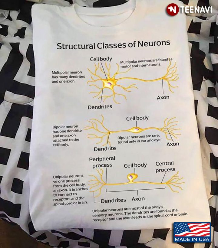 Structure Classes Of Neurons Multipolar Neuron Cell Body Dendrites Axon for Science Lover