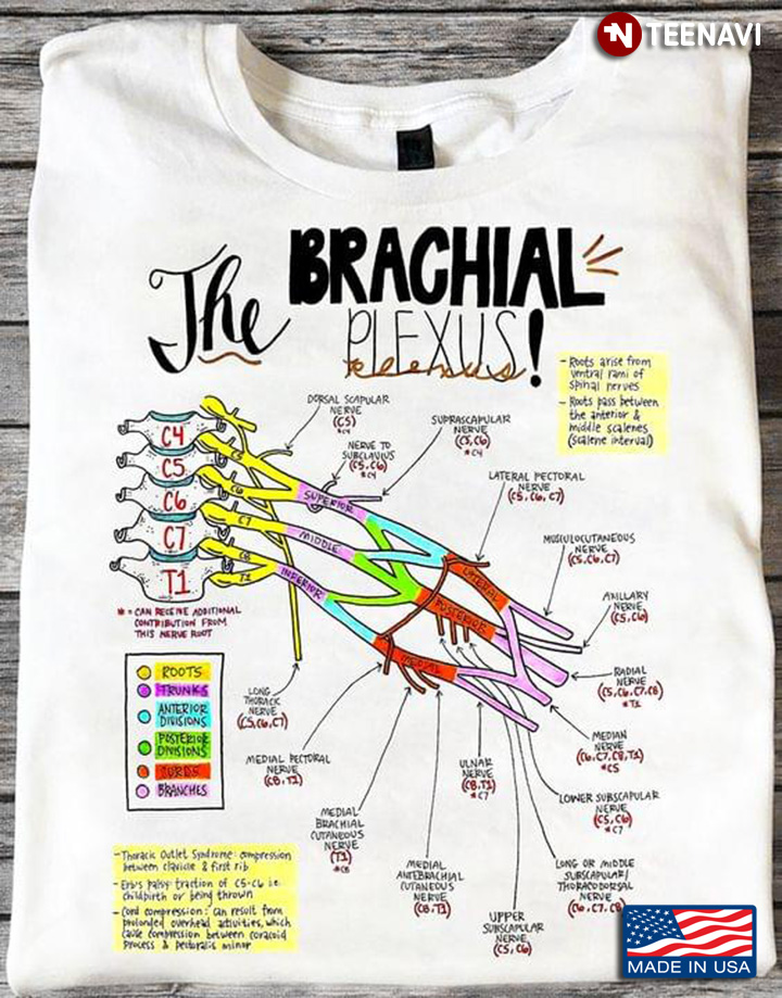 Nerve System The Brachial Plexus Structure for Science Lover