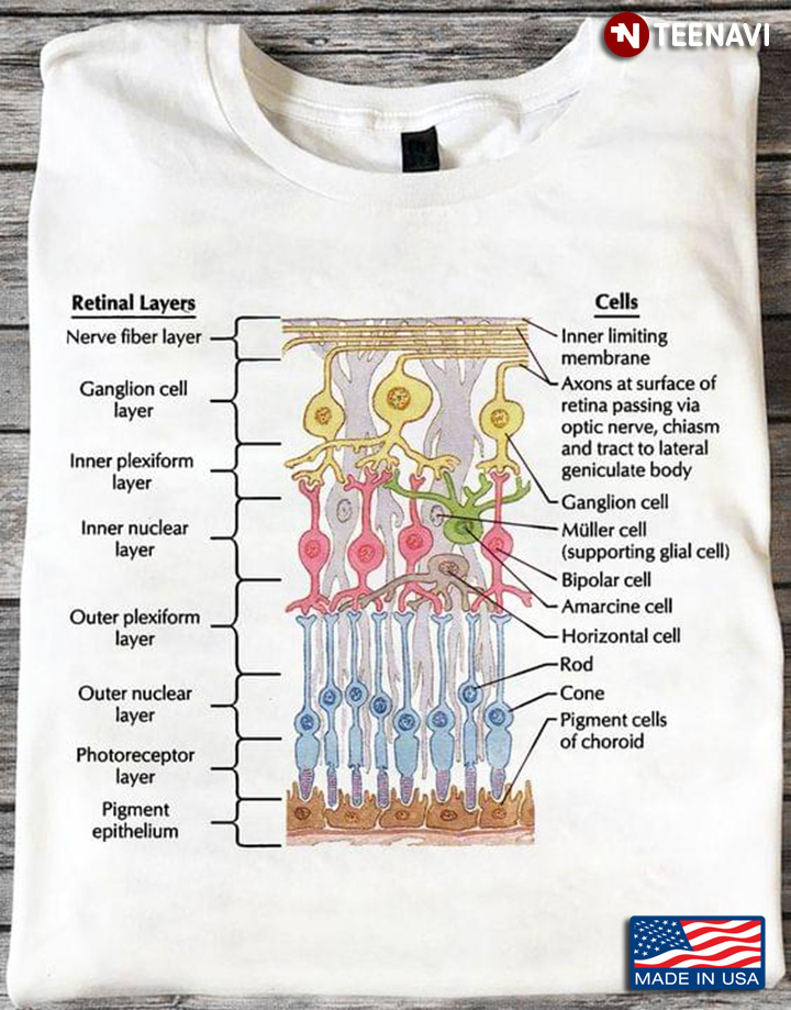 Ophthalmology Parts Of Eyes Retinal Layers Cells for Science Lover