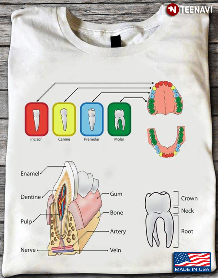 Dental Assistant Enamel Dentine Pulp Nerve Gum Bone Artery Vein