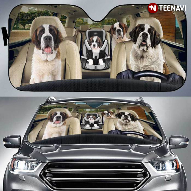 Huge Family St. Bernard Dogs Driving Home For Dog Person