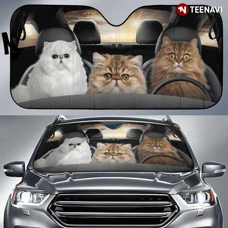 How Persian Cats Are So Cute Driving A Car For Cat Lover