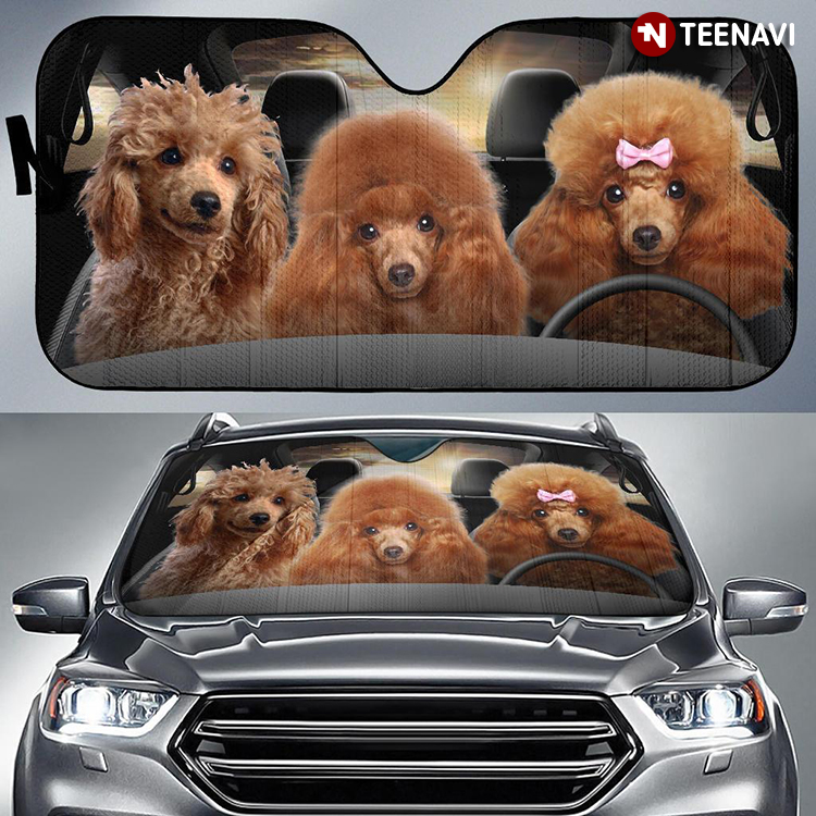 Lovely Poodle Dogs Driving On Sunny Day For Pet Lover