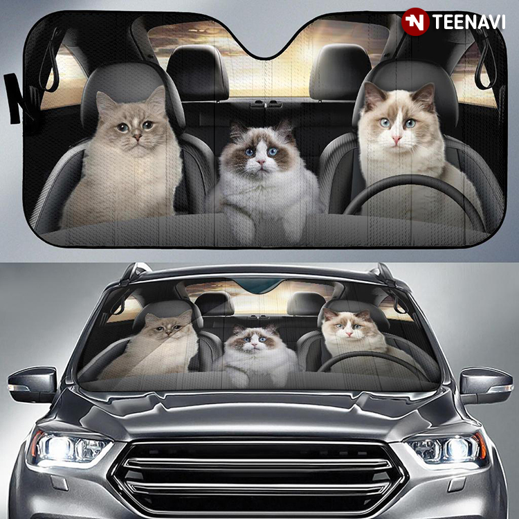Ragdoll Cats Driving For Cat's Day