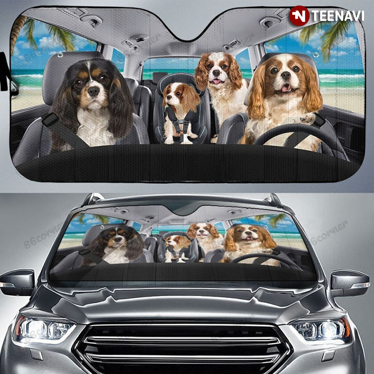 Cavalier King Charles Spaniel Dogs Driving For Hawaii Trip